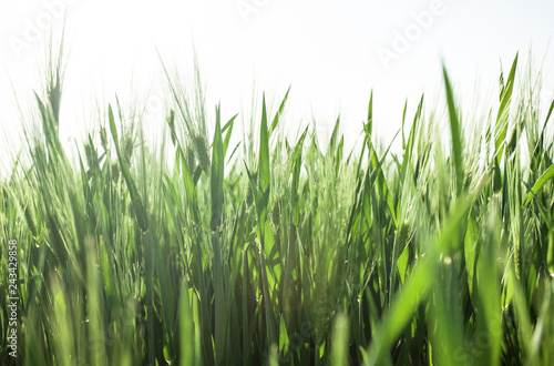 Close up of green wheat field growing vigorously at sunny day with white space on top. Fresh spring background