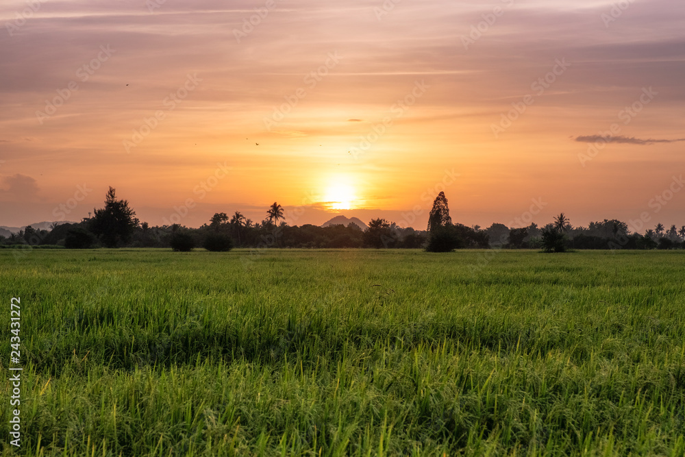 Rice field in countryside