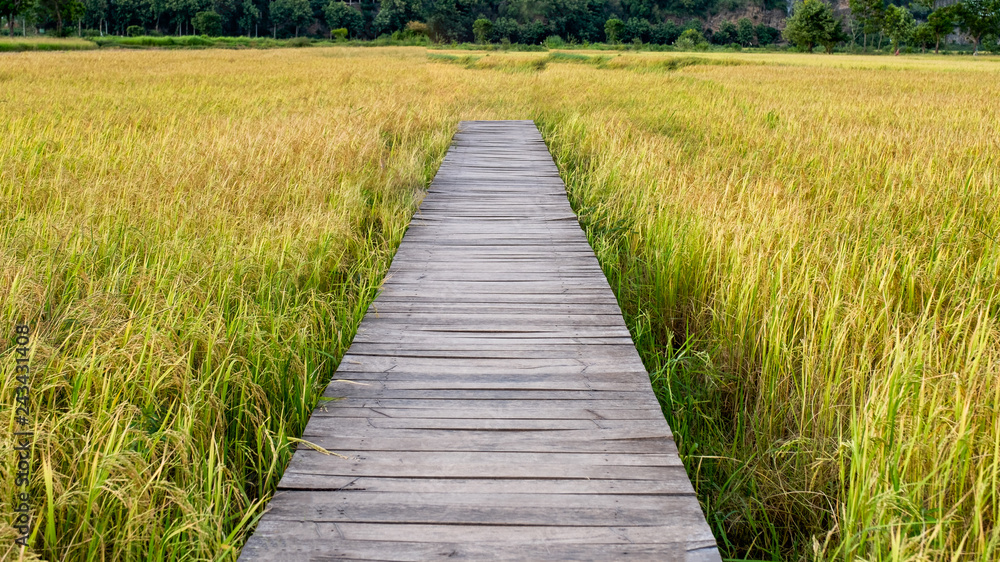 Obraz premium Wooden bridge on rice field in countryside