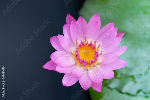 top view pink lotus and lotus leaf on water on nature background,copy space