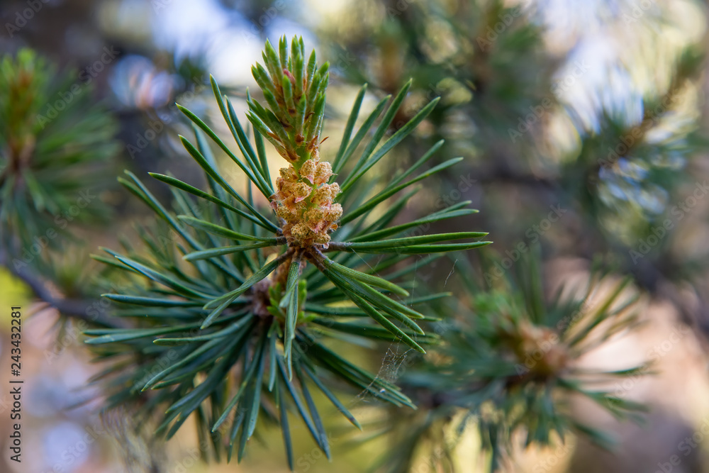 Pine branch during flowering Pine branch during flowering