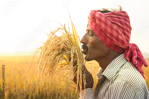 Canvas Print Farmer kissing his Rice crop