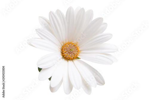 Osteosperumum Flower Daisy © ksena32