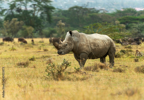 White Rhino   Ceratotherium simum  Nakuru  Kenya  Africa.