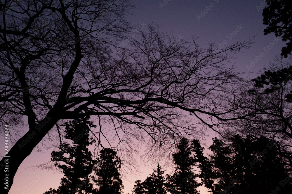 Silhouette of bare trees at dusk in winter. Silhouette of bare trees at dusk in winter.