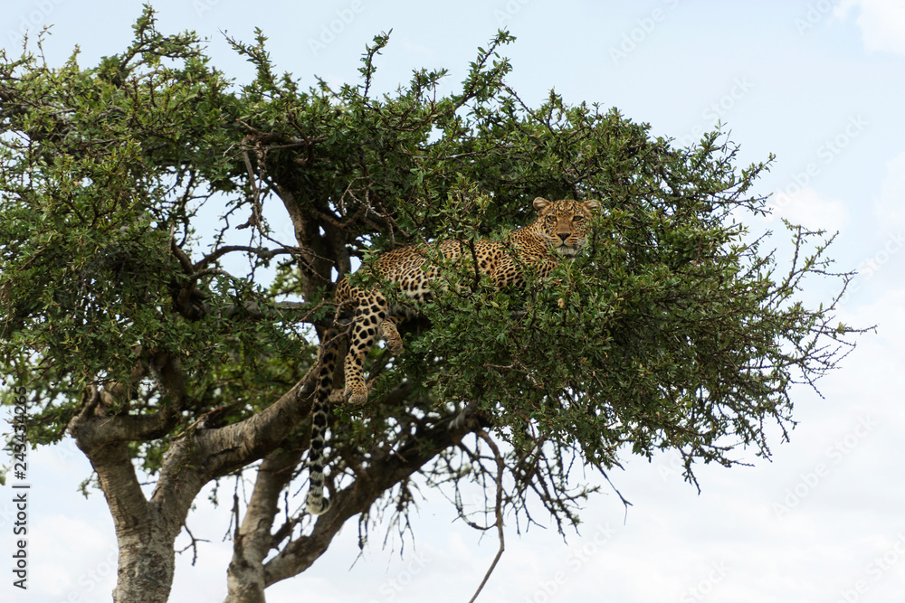 Leopard on acacia tree, Panthera pardus, Maasai Mara, Kenya, Africa.
