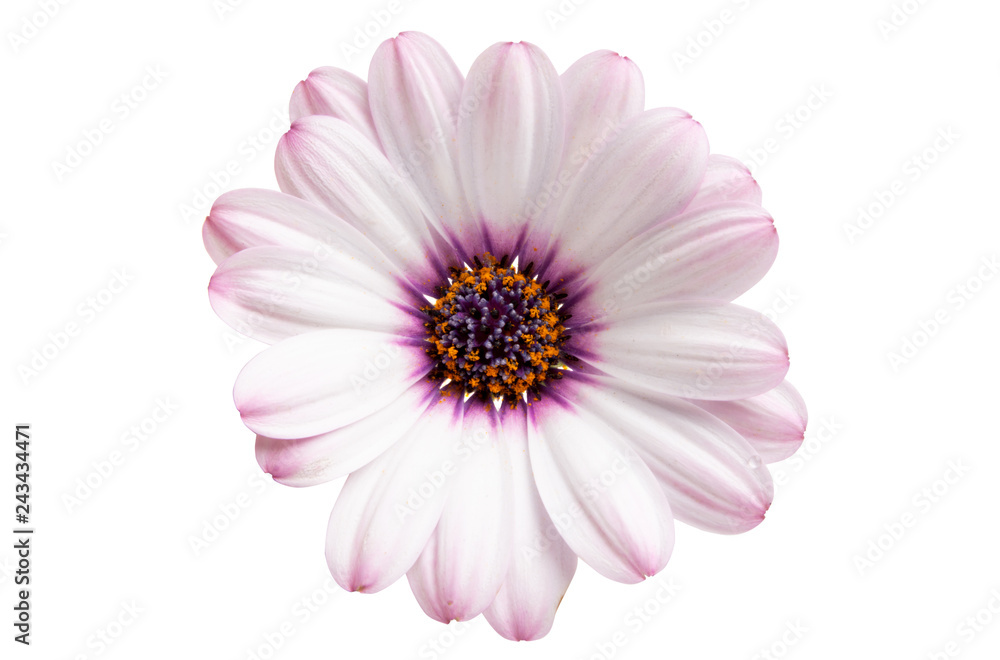 Osteosperumum Flower Daisy