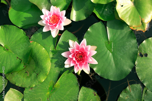 Pink lotus flower with green leaves in lake