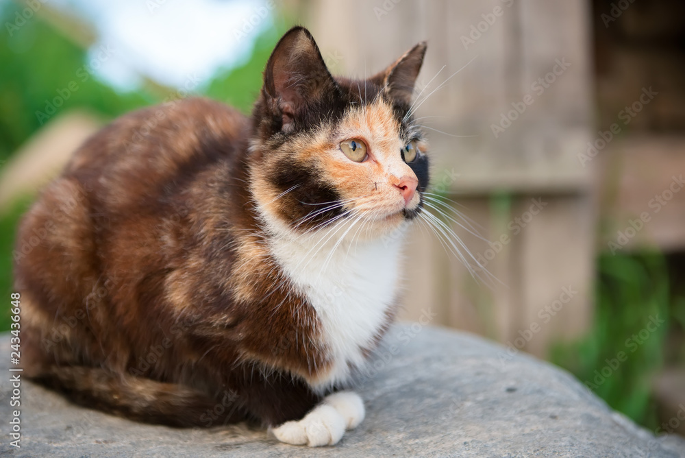 Tricolor cat sits near the rural wooden house with a mosquito on the face