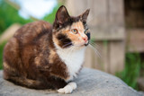 Tricolor cat sits near the rural wooden house with a mosquito on the face