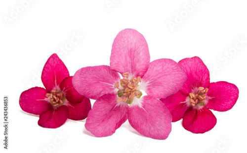 Pink apple flower isolated