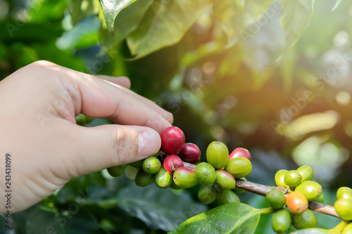 Coffee berries on tree with agriculturist hand.