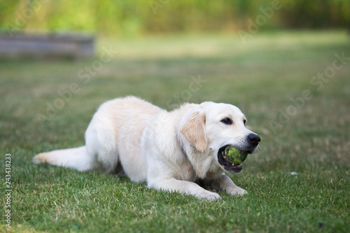 lovely cute golden retriever playing with a ball on green grass