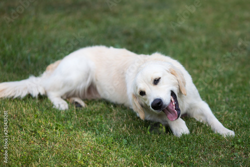 lovely cute golden retriever playing with a ball on green grass