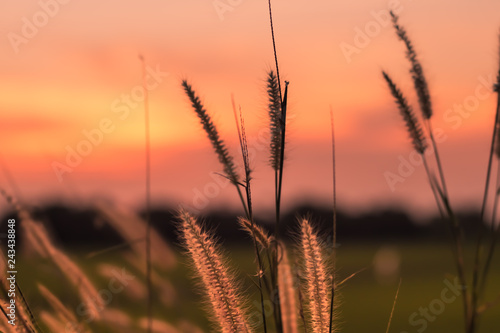 Macro image of wild grasses, small depth of field. Vintage effect. Beautiful rural nature Wild grasses at golden summer sunset vintage landscape background