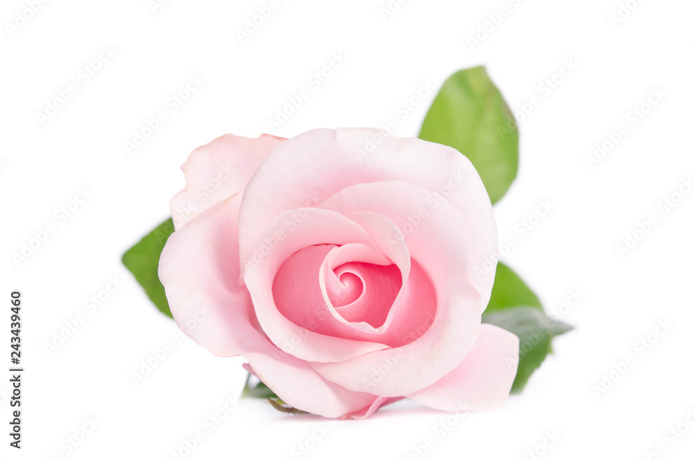 single bud of pink rose isolated on white background single bud of pink rose isolated on white background
