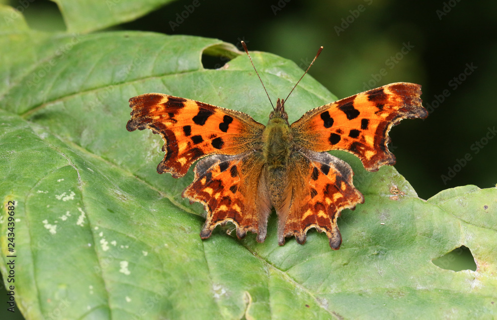 A beautiful Comma Butterfly (Polygonia c-album) perched on a leaf with its wings open. A beautiful Comma Butterfly (Polygonia c-album) perched on a leaf with its wings open.