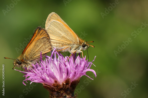 The side view of a mating pair of Essex Skipper Butterfly (Thymelicus lineola) perched and nectaring on a knapweed flower.