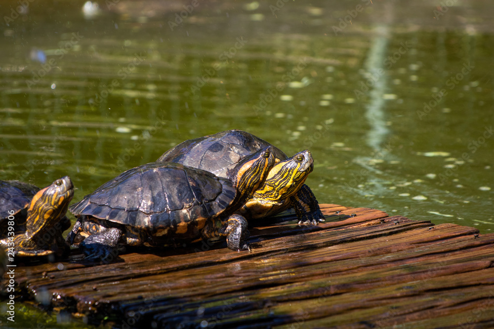 Obraz premium turtles in the sun on the lake of the Botanical Garden in Rio de Janeiro Brazil