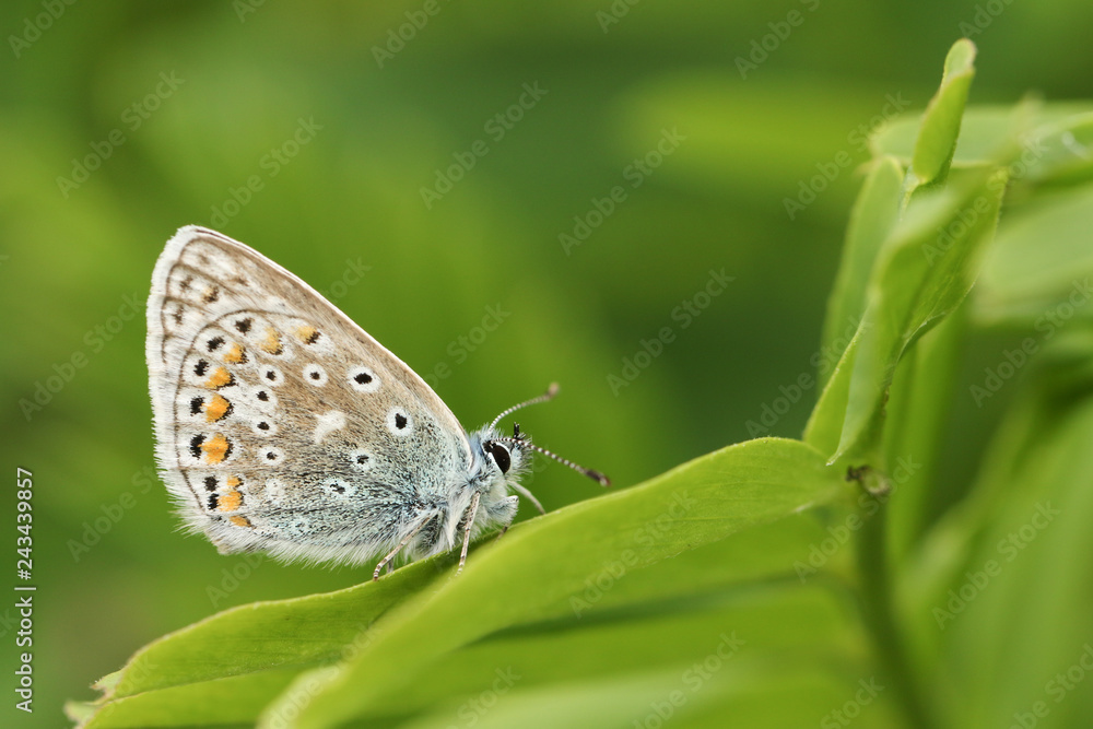 A Common Blue Butterfly (Polyommatus icarus ) perched on a plant . A Common Blue Butterfly (Polyommatus icarus ) perched on a plant .