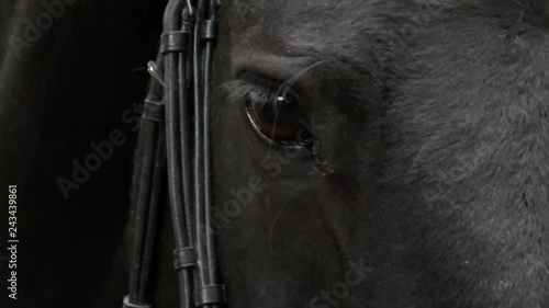 horse eye blinking, vlose up, friesian horse in bridle photo