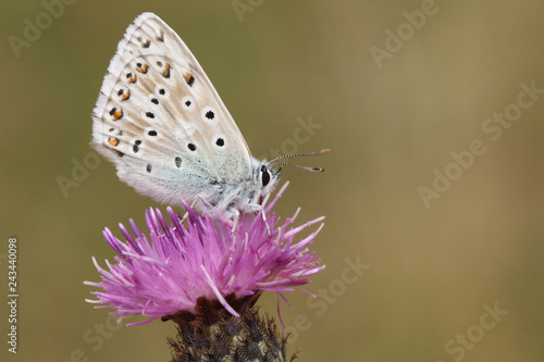 A pretty Chalk Hill Blue Butterfly (Polyommatus coridon) perching on a Knapweed flower.