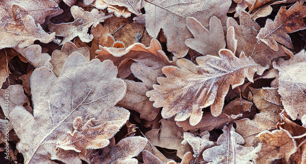 First frost on fallen oak leaves in the forest, natural outdoor background First frost on fallen oak leaves in the forest, natural outdoor background