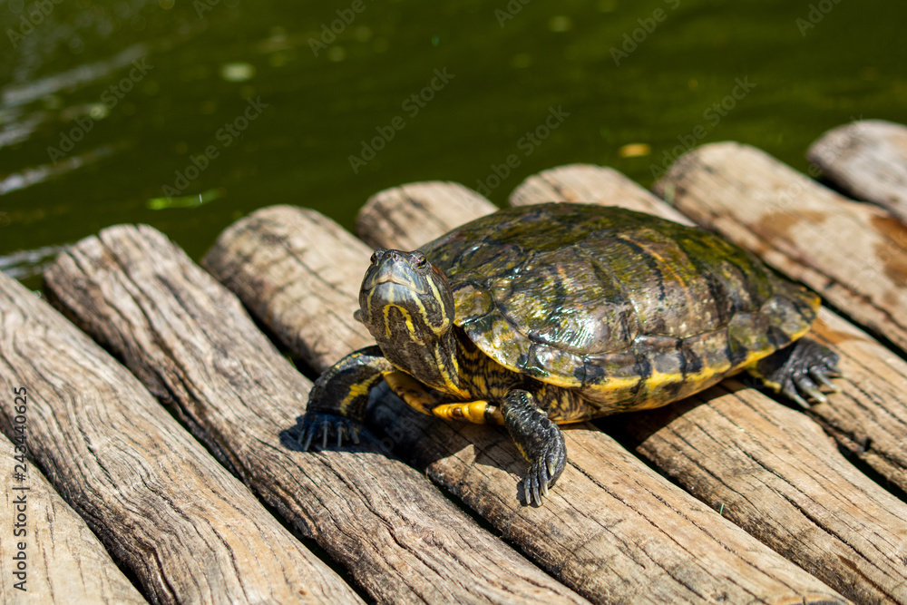 turtles in the sun on the lake of the Botanical Garden in Rio de Janeiro Brazil turtles in the sun on the lake of the Botanical Garden in Rio de Janeiro Brazil