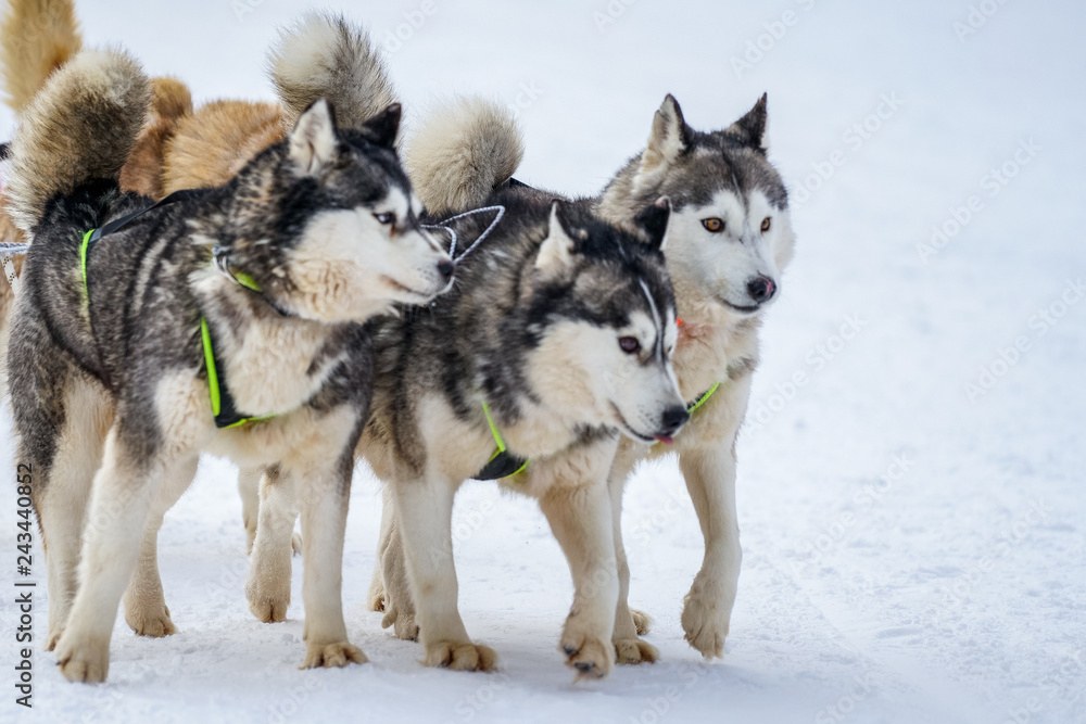 Husky sled in the snowy mountain Husky sled in the snowy mountain