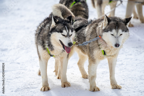 Fototapeta Naklejka Na Ścianę i Meble -  Husky sled in the snowy mountain