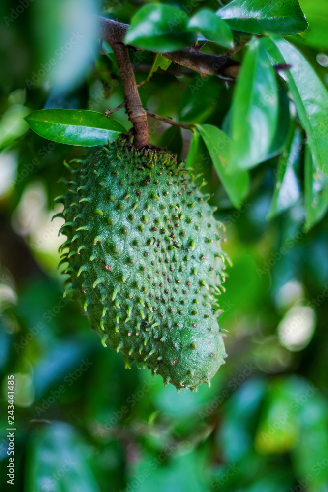 Soursop Soursop