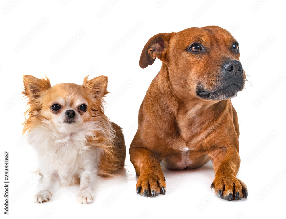 Obraz premium staffordshire bull terrier and chihuahua