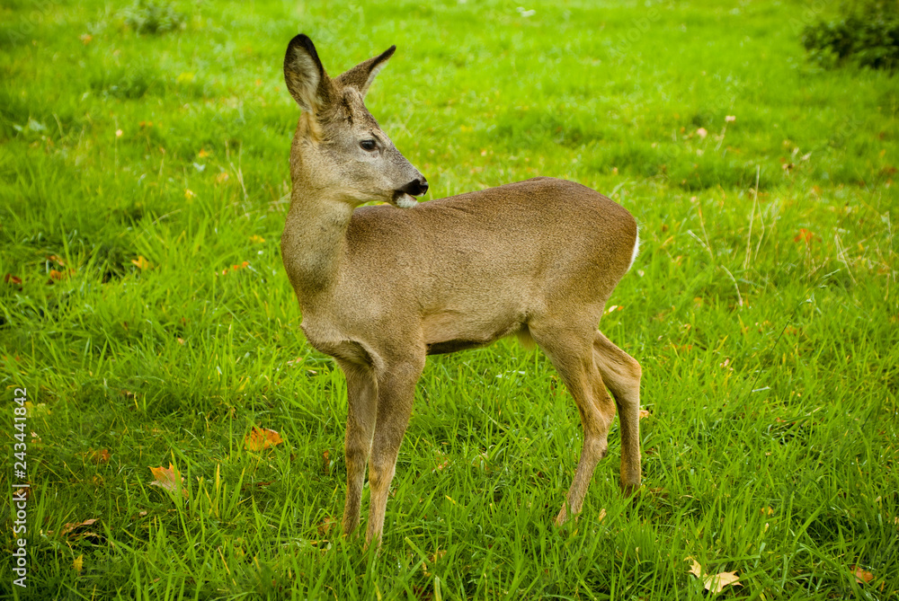 little deer on a meadow with green grass little deer on a meadow with green grass