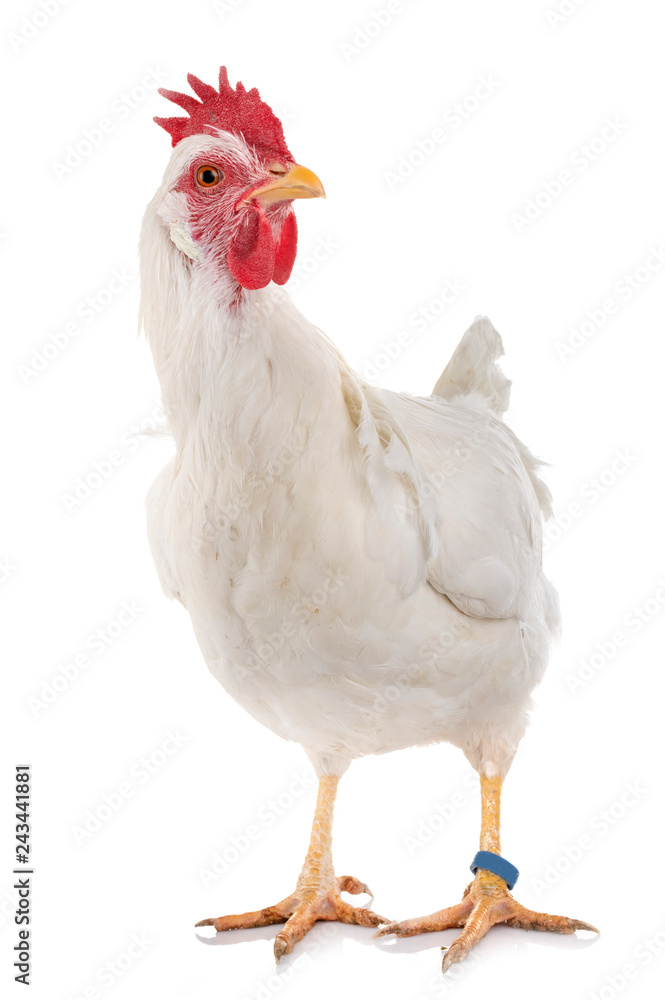 Leghorn chicken in studio