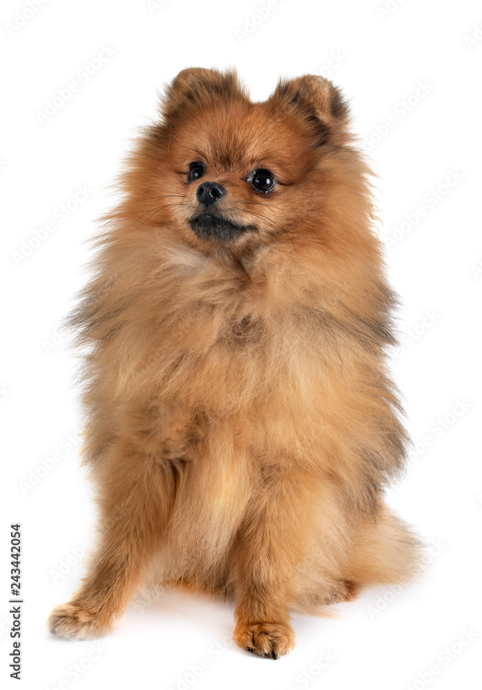 pomeranian in studio pomeranian in studio