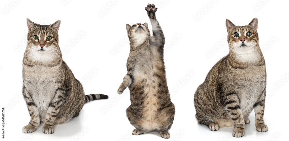 Collection of funny playful cats isolated on white background
