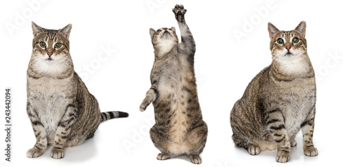 Collection of funny playful cats isolated on white background 