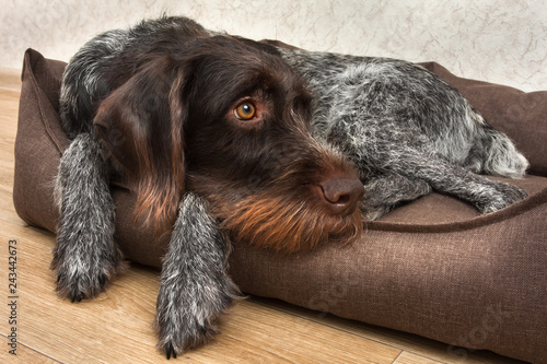 hunting dog resting in the dog bed at home