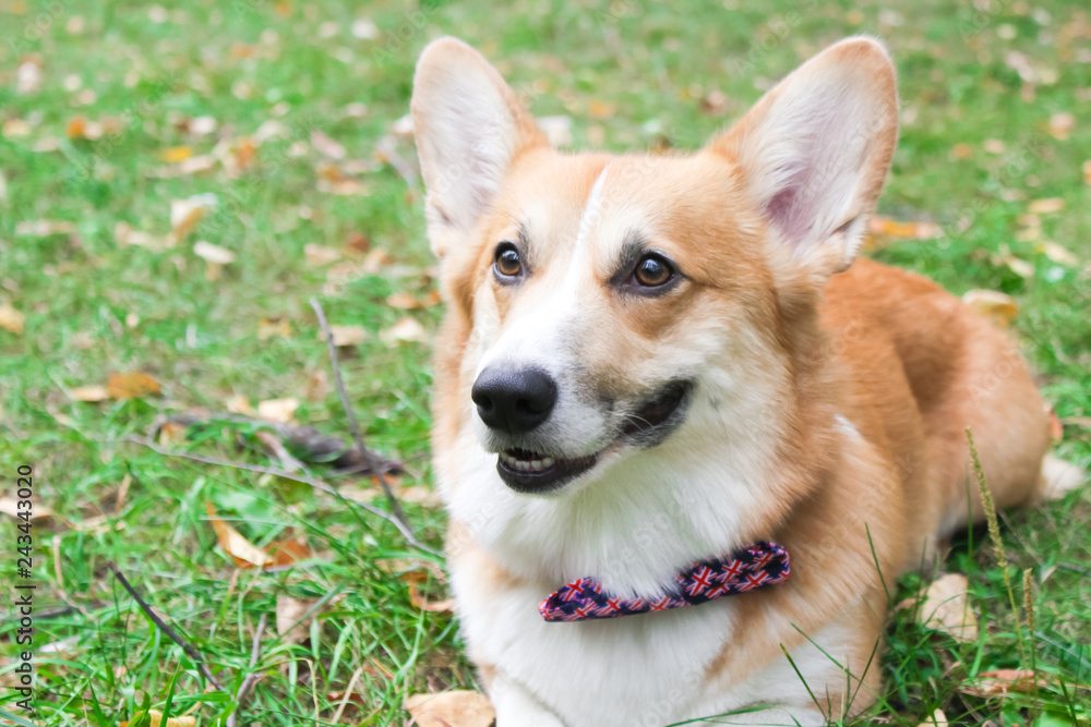 Corgi for a walk in spring park on a background of green grass