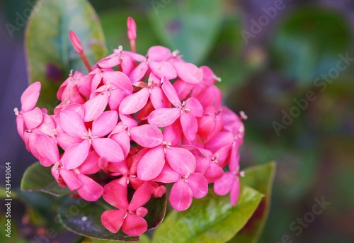 Pink Flower