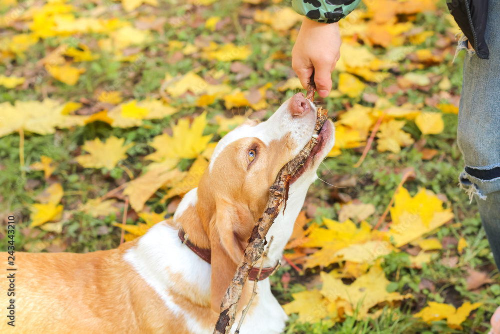beagle in autumn park