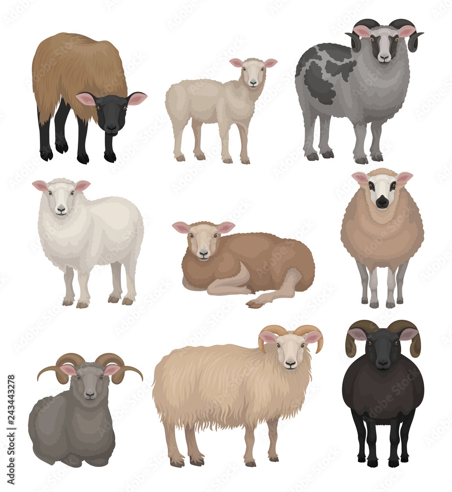 Flat vector set of cute sheeps and rams. Farm animals with woolly coat and  curved horns. Domestic creature. Livestock farming Stock Vector | Adobe  Stock
