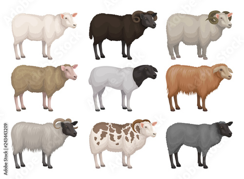 Flat vector set of sheeps and rams of different breeds. Domestic animal with woolly coat. Farm creature. Livestock farming