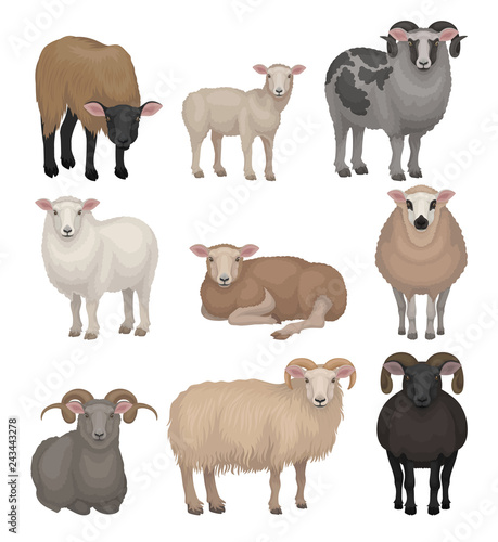 Flat vector set of cute sheeps and rams. Farm animals with woolly coat and curved horns. Domestic creature. Livestock farming