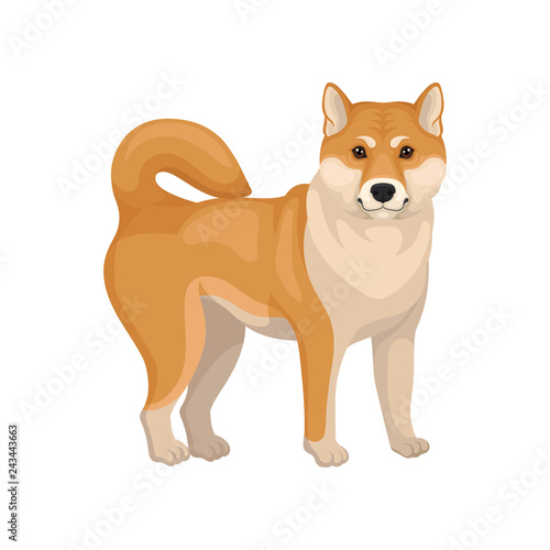 Detailed flat vector portrait of cute Shiba Inu. Dog with red-beige coat. Domestic animal. Home pet