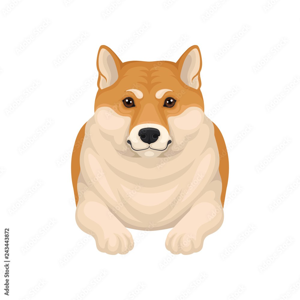 Detailed flat vector portrait of adorable Shiba Inu lying on the floor, front view. Home pet. Domestic animal Detailed flat vector portrait of adorable Shiba Inu lying on the floor, front view. Home pet. Domestic animal