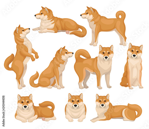 Set of cute Shiba Inu in different poses. Home pet. Dog with red-beige fur and fluffy tail. Detailed flat vector icons