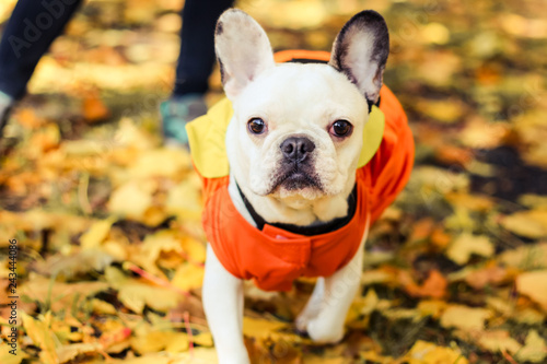 french bulldog, halloween, autumn
