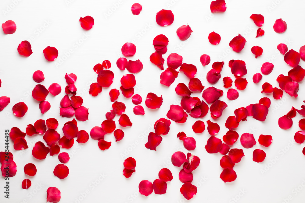 Valentine's Day. Rose flowers petals on white background. Valentines day background. Flat lay, top view, copy space. Valentine's Day. Rose flowers petals on white background. Valentines day background. Flat lay, top view, copy space.