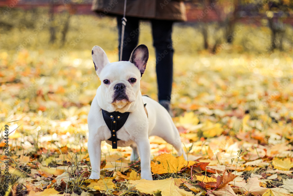 french bulldog in autumn park